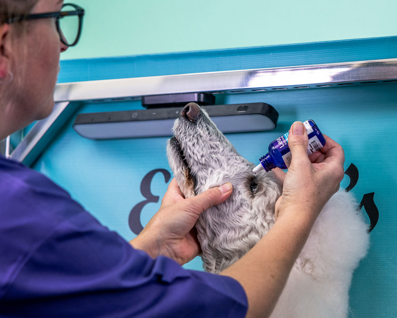 Peluquero de perros usando Leucillin en el ojo de un perro
