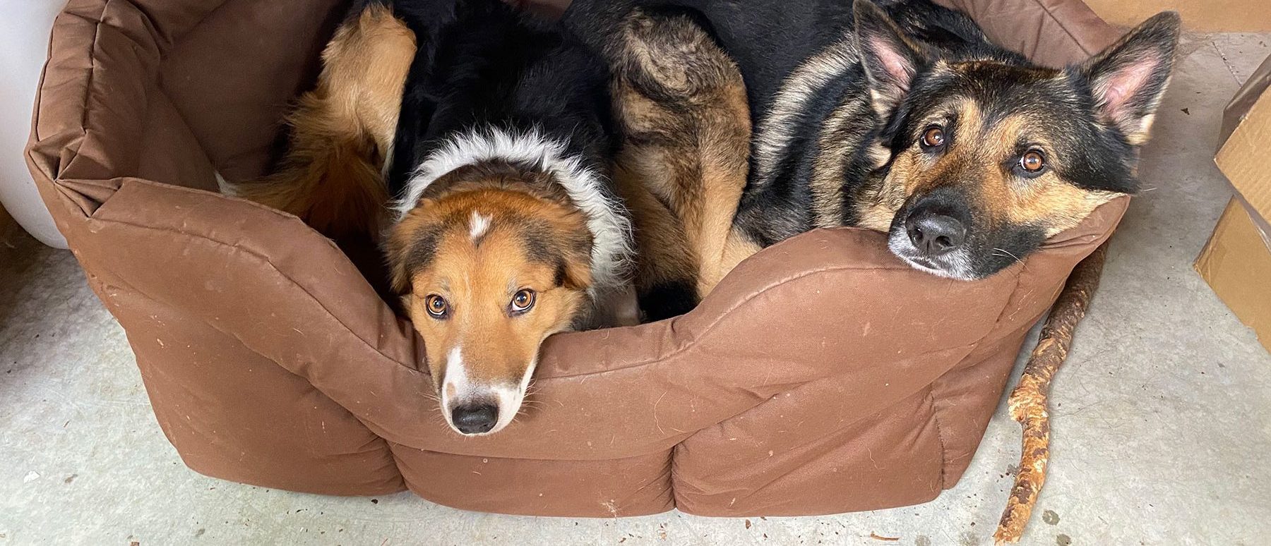 Perros